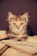 bigstock-A-cute-adorable-kitten-wearing-19605935